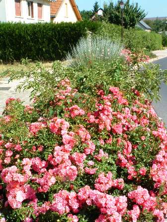 Fleurissement/Roses Fleurissement/Roses